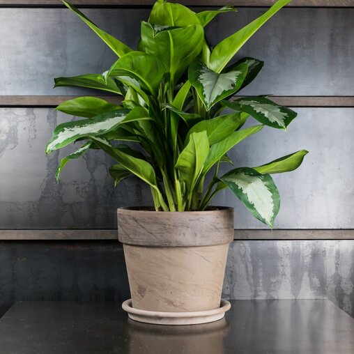 Aglaonema 'Diamond Bay'